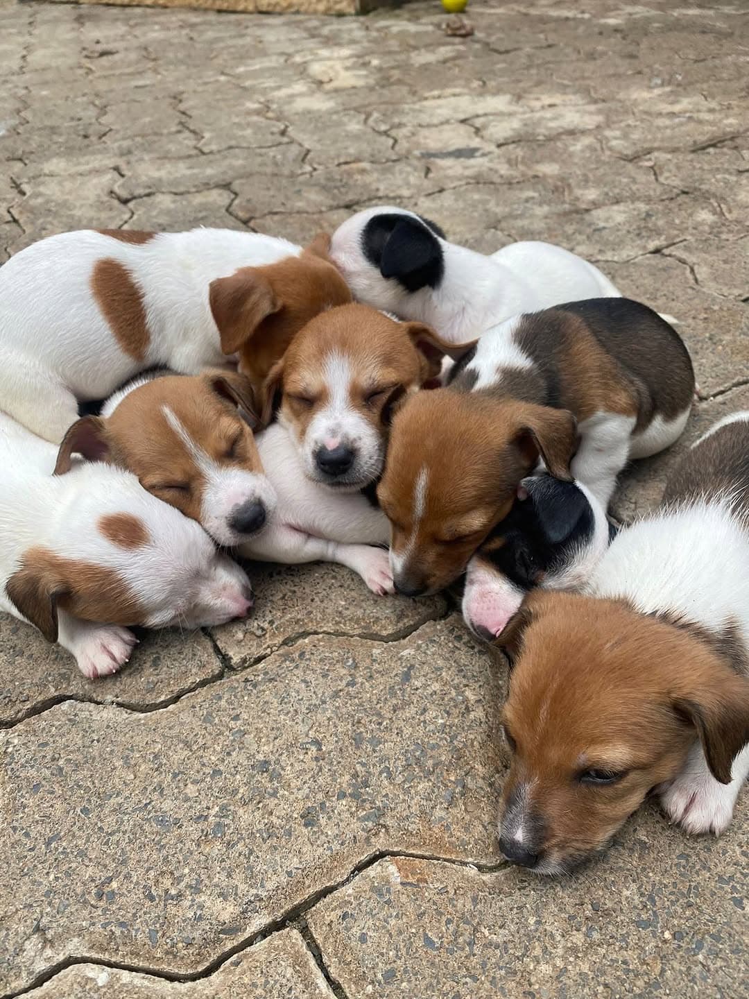 Jack Russell Terrier, a Jack Russell Terrier
