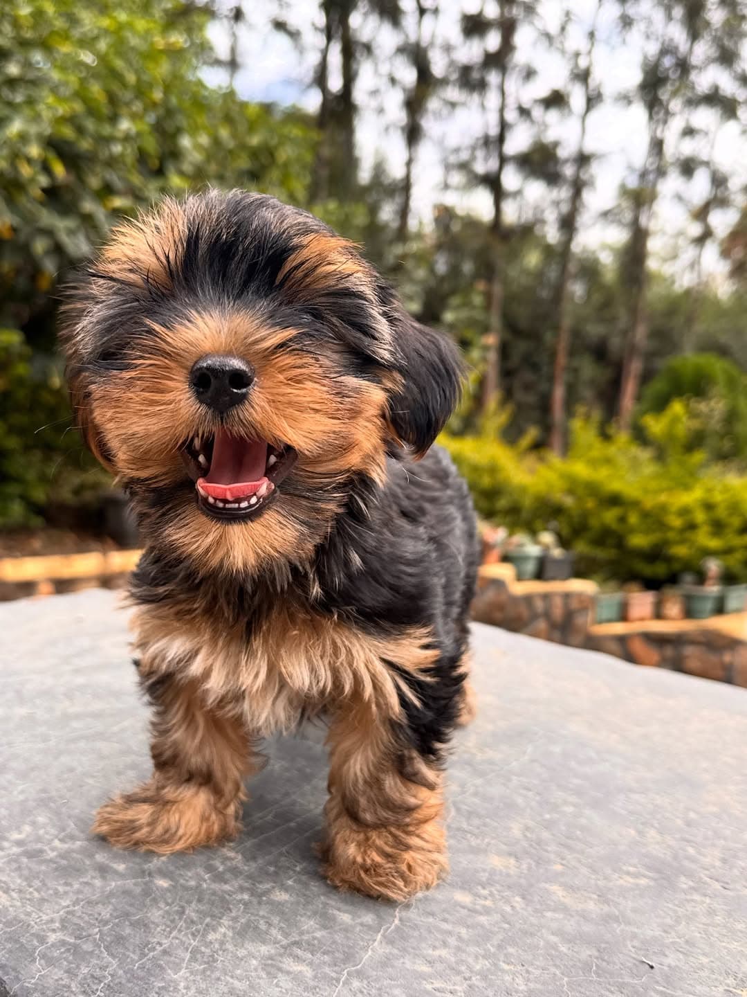 Yorkshire Terrier, a Yorkshire Terrier