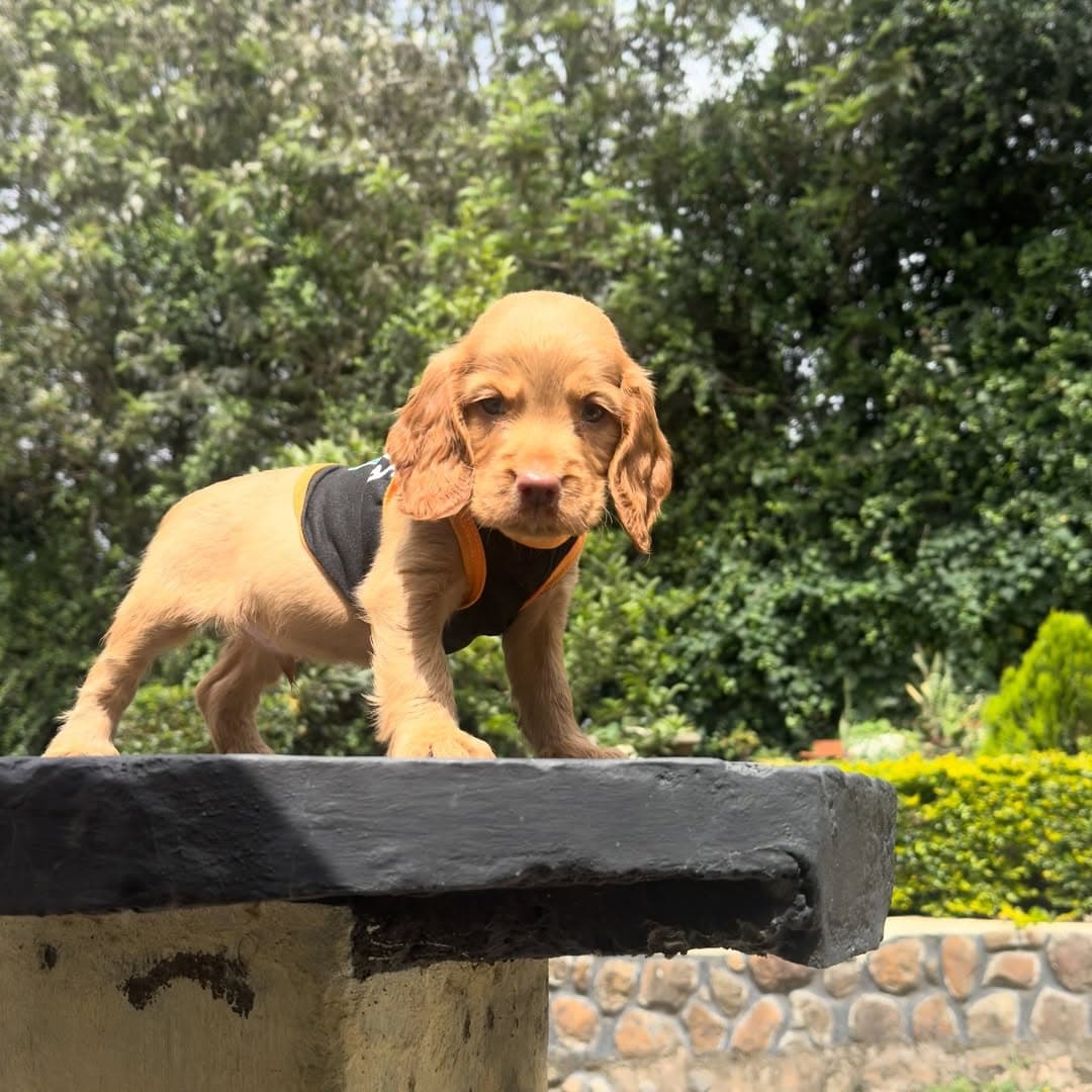 Cocker Spaniel, a Cocker Spaniel